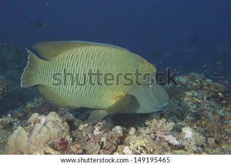 A napoleon fish in the blue scuba dive background
