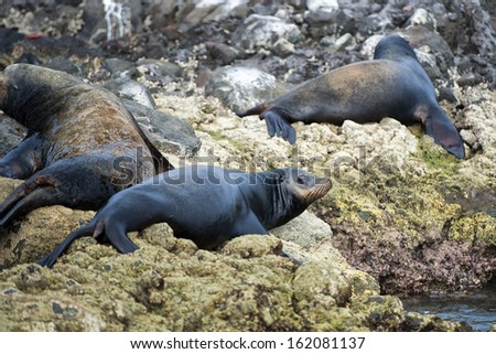 sea lion seals while relaxing on rocks