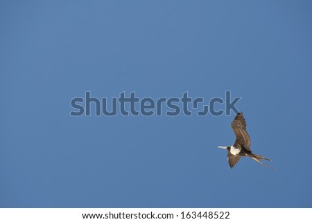 Gannet Bird while flying on the light blue sky background