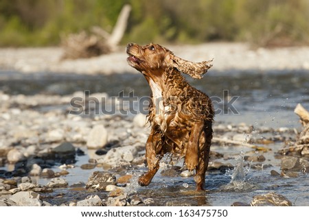 An english brown cocker spaniel running to you in the river water background