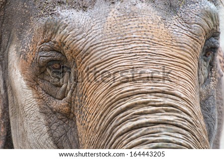 elephant eye close up detail