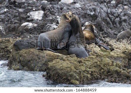 sea lions seals while fighting on the rocks
