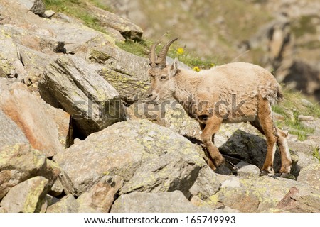 An isolated ibex long horn sheep on the brown rocks background