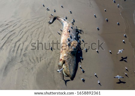 Foto Bild Eine tote, angeschwemmte  blaue Qualle und die Füße ihres Betrachters aus der Vogelperspektive auf nassem Sand