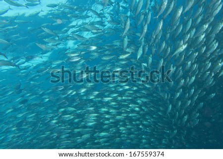 Inside a giant travelly tuna school of fish close up in the deep blue sea