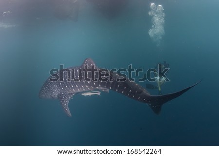 Whale Shark underwater with big open mouth jaws ready to move to a scuba diver