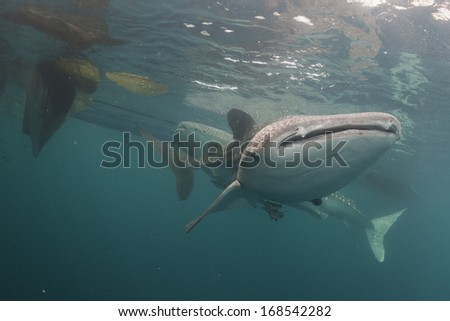 Whale Shark underwater with big open mouth jaws while coming to you