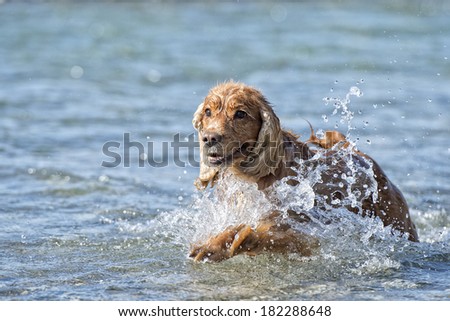 English cocker spaniel while playing in the river