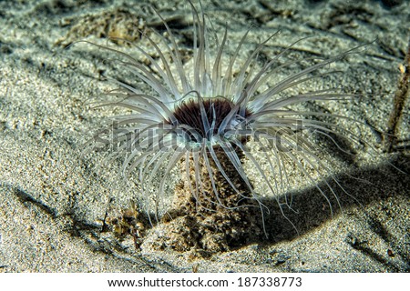 A ceriantus underwater sea yellow flower worm in Cebu Philippines