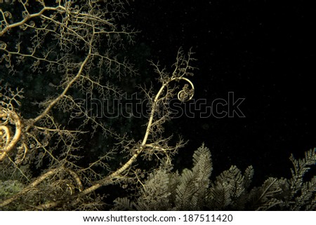 open arms crinoid underwater while night diving in Indonesia
