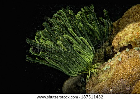 open arms crinoid underwater while night diving in Indonesia