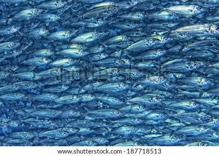 Inside a sardine school of fish close up in the deep blue sea
