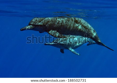 Two dolphins looking at you underwater