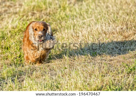 Puppy cocker spaniel dog running on the grass