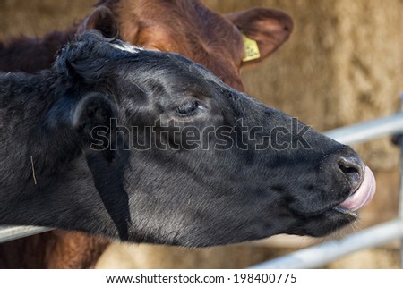 Cow portrait while licking pine tree branch
