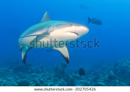 Shark jaws ready to attack underwater close up portrait