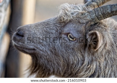 Eye detail of Brown goat sheep while looking at you close up portrait