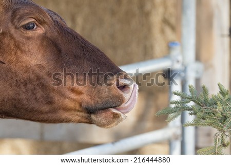 Funny Cow portrait while licking pine tree branch