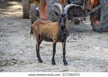 Adult brown and black goat looking at you