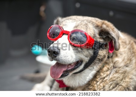 portrait of a dog with glasses