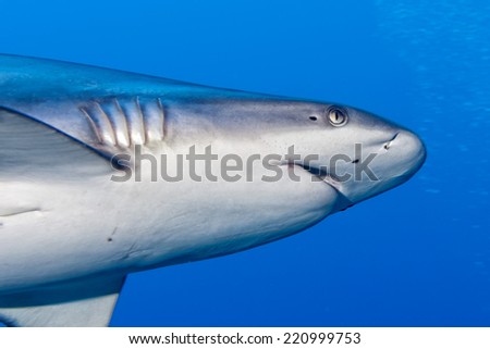 shark attack underwater in the deep blue sea