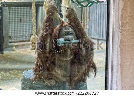 orang utan borneo monkey while holding a dish brush in the mouth