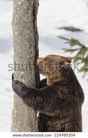 Bear brown grizzly portrait in the snow while climbing on a tree