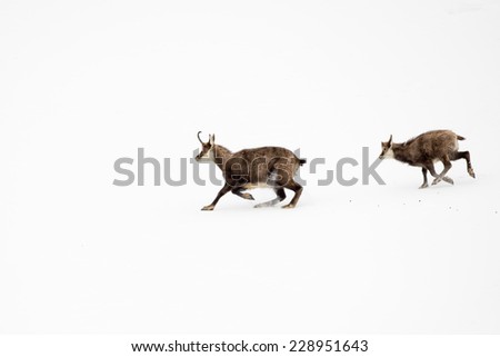 Father and son chamois deer running in the snow background