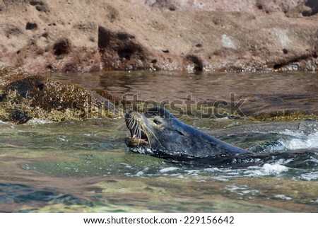 Male sea lion coming to you to fight for territory