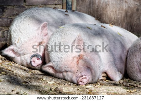 pink pigs while sleeping outside the farm