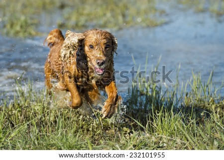 Happy english cocker spaniel while playing in the river