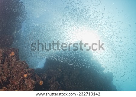 Inside a giant sardines school of fish in the reef and blue sea