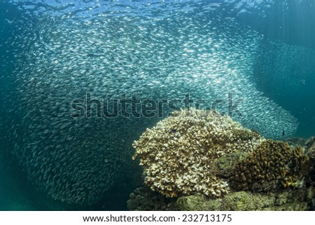 Inside a giant sardines school of fish in the reef and blue sea