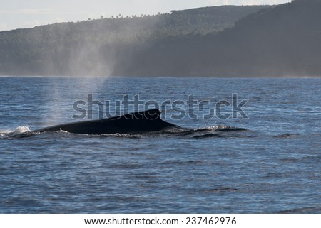 Humpback whale breaching and jumping in blue polynesian sea