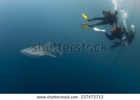 Whale Shark close encounter underwater in Papua