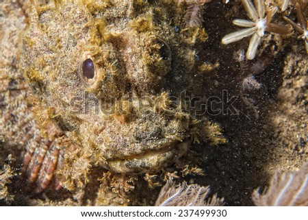 Eyes of Scorpion Fish portrait close up underwater portrait