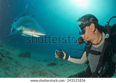 Grey shark ready to attack a scuba diver