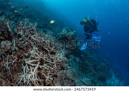 Similar – Image, Stock Photo Dead fish on the beach