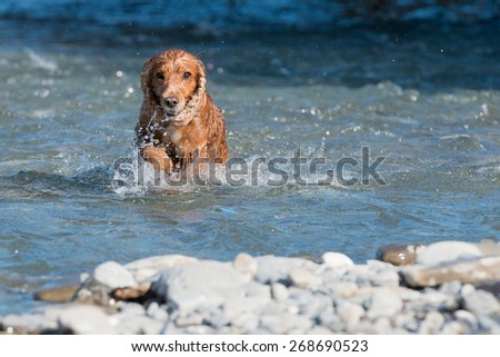 Happy english cocker spaniel while playing in the river