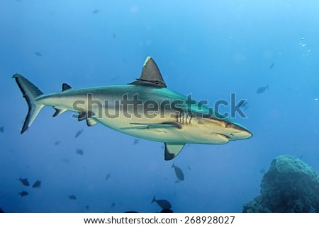 White grey shark jaws close up portrait while looking at you