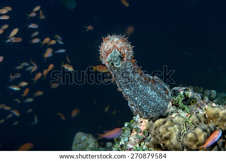 Holoturian sea cucumber on the rocks background