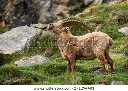 ibex long horn sheep Steinbock on the rocks in Italian Dolomites