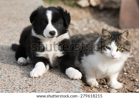 newborn border collie dog portrait with a cat