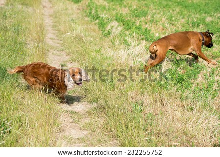 Cocker Spaniel and Boxer dogs while fighting