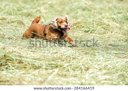 Dog puppy cocker spaniel while jumping on grass background