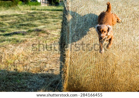 Dog puppy cocker spaniel jumping from wheat mature field and looking at you