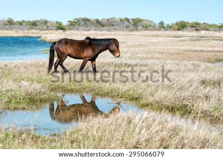 Assateague horse wild pony portrait while coming to you