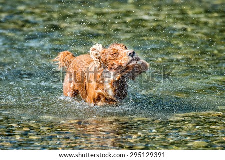 cocker spaniel while stretching in the water
