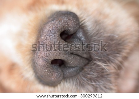 dog nose macro close up detail