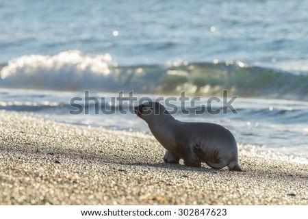 patagonia  puppy sea lion portrait seal on the beach